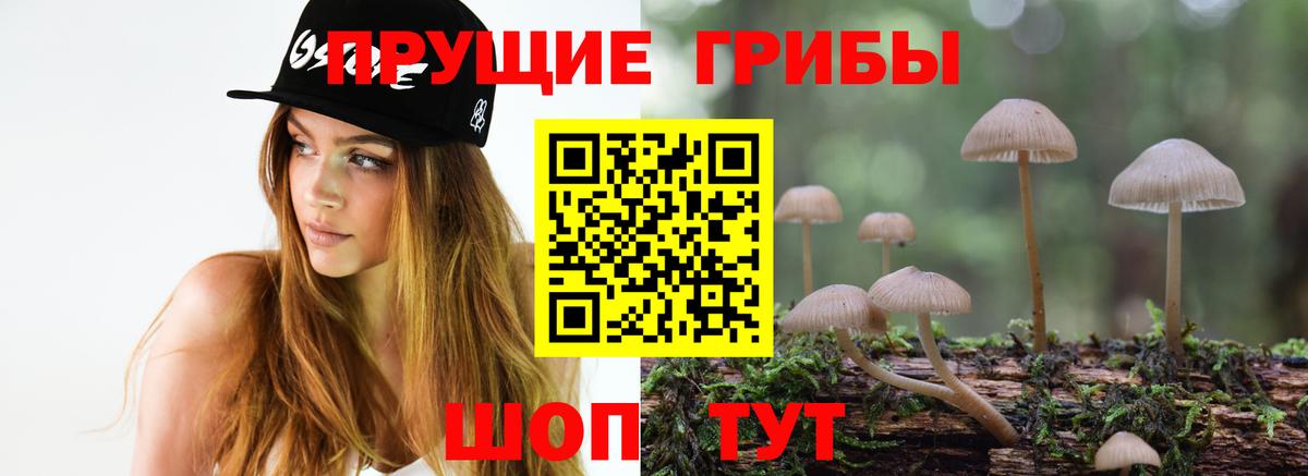 Камышин  что такое наркотик  Вход с VPN  Галлюциногенные грибы Psilocybe 
